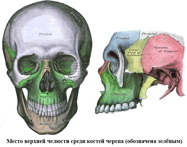 Кости черепа верхняя челюсть. Строение нижней челюсти кости черепа. Верхняя челюсть кость черепа анатомия. Строение верхнечелюстной кости черепа человека. Нижняя челюсть с другими костями черепа