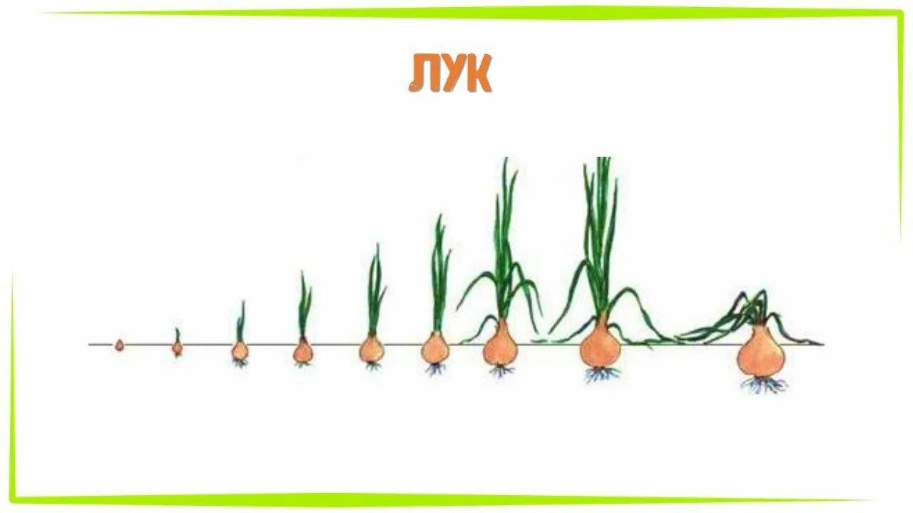 Взросление ребенка. Группа растет развивается. Как растут растения. Растения развиваются. Группа растет развивается.