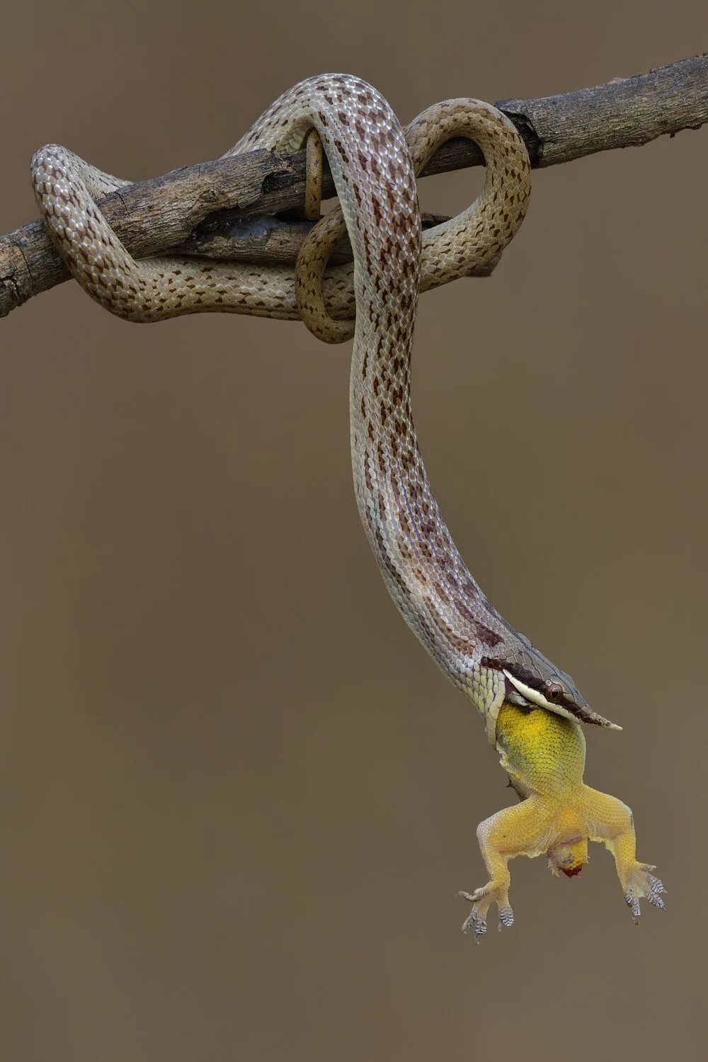 Змеи едят птиц
