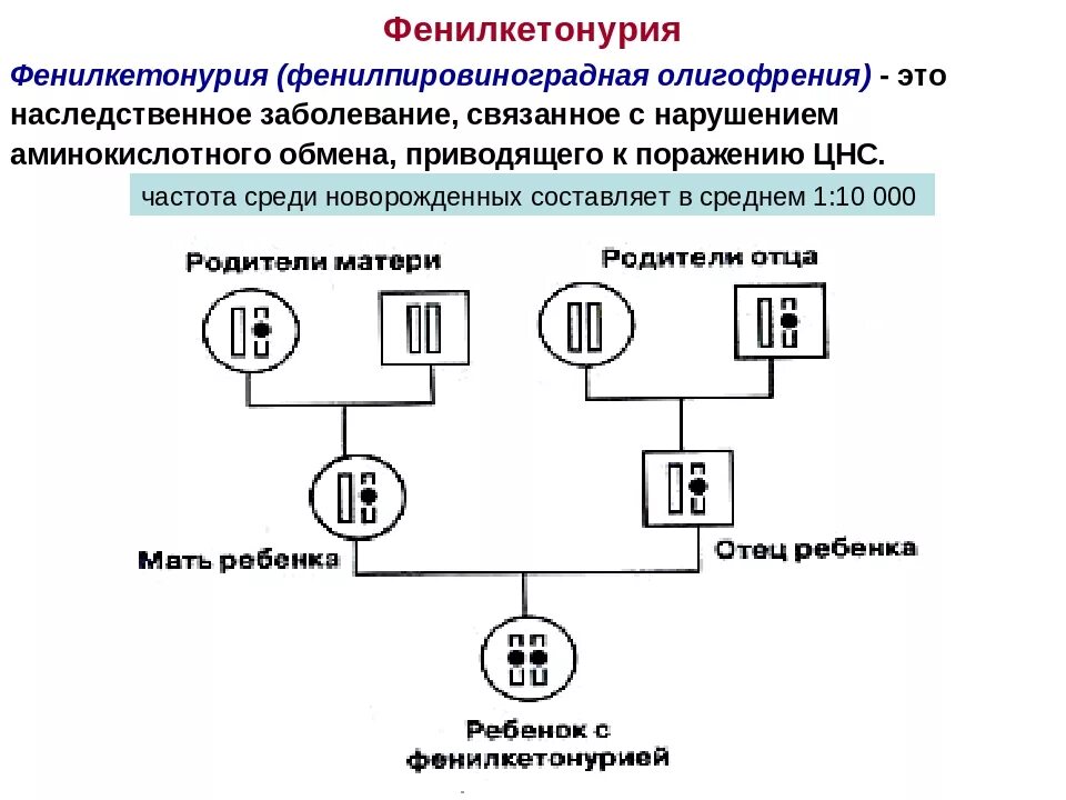 Фенилкетонурия Тип наследования аутосомно. Наследование фенилкетонурия Тип наследования. Фенилкетонурия схема наследования. Фенилкетонурия это наследственное заболевание. Фенилкетонурия генотип