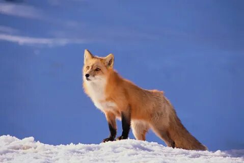 Real fox