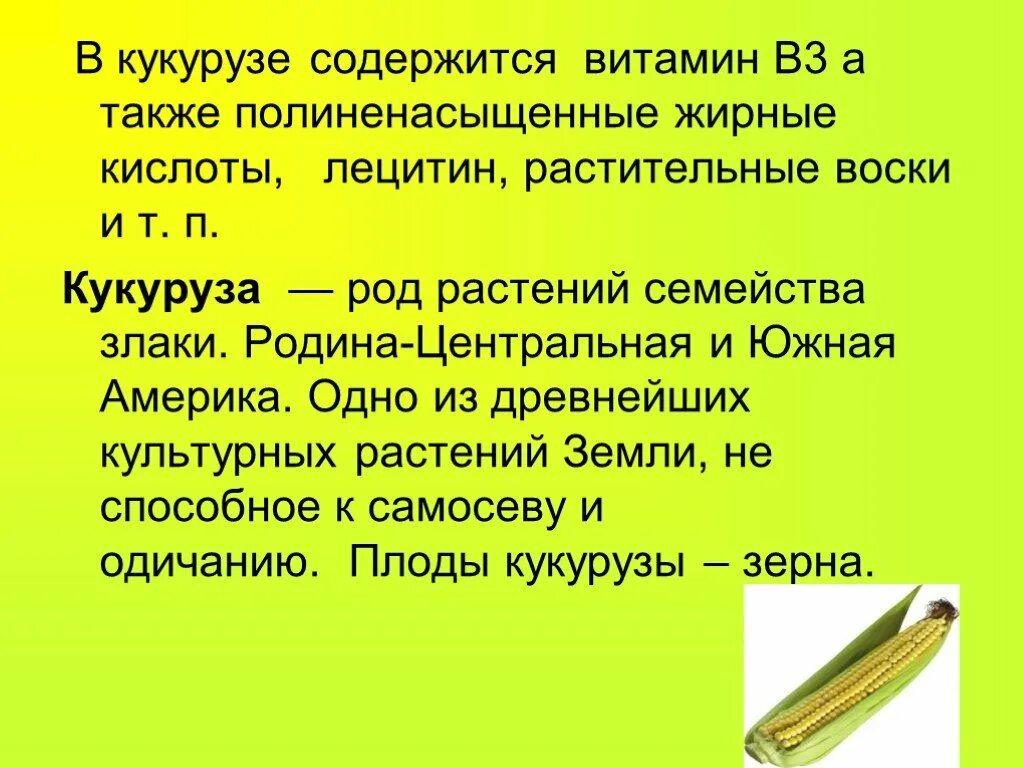 Кукуруза доклад 3 класс. Сообщение о кукурузе. Сообщение о культурном растении кукуруза. Кукуруза доклад 2 класс. Кукуруза для детей информация.