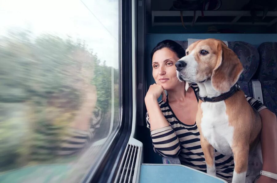 Pet travel. Путешествие с животными. Путешествие с питомцем. Путешествие с собакой. Собака в поезде.