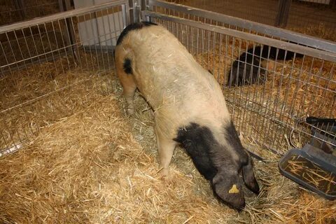 Pig wiki