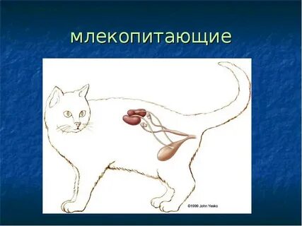 Органы выделительной системы млекопитающих