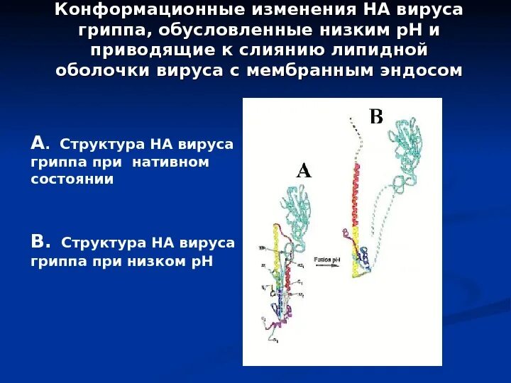 Изменения вируса. Конформационные изменения при функционировании белков. конформационные изменения. связь конформационной подвижности и функционирования белка..