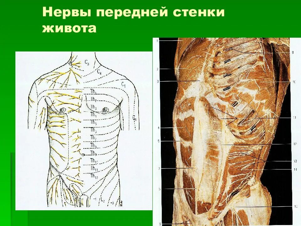 Стенка анатомия. Иннервация брюшной стенки топографическая анатомия. Иннервация передняя брюшная стенка топографическая анатомия. Передний кожный нерв живота. Нервы передней стенки живота.