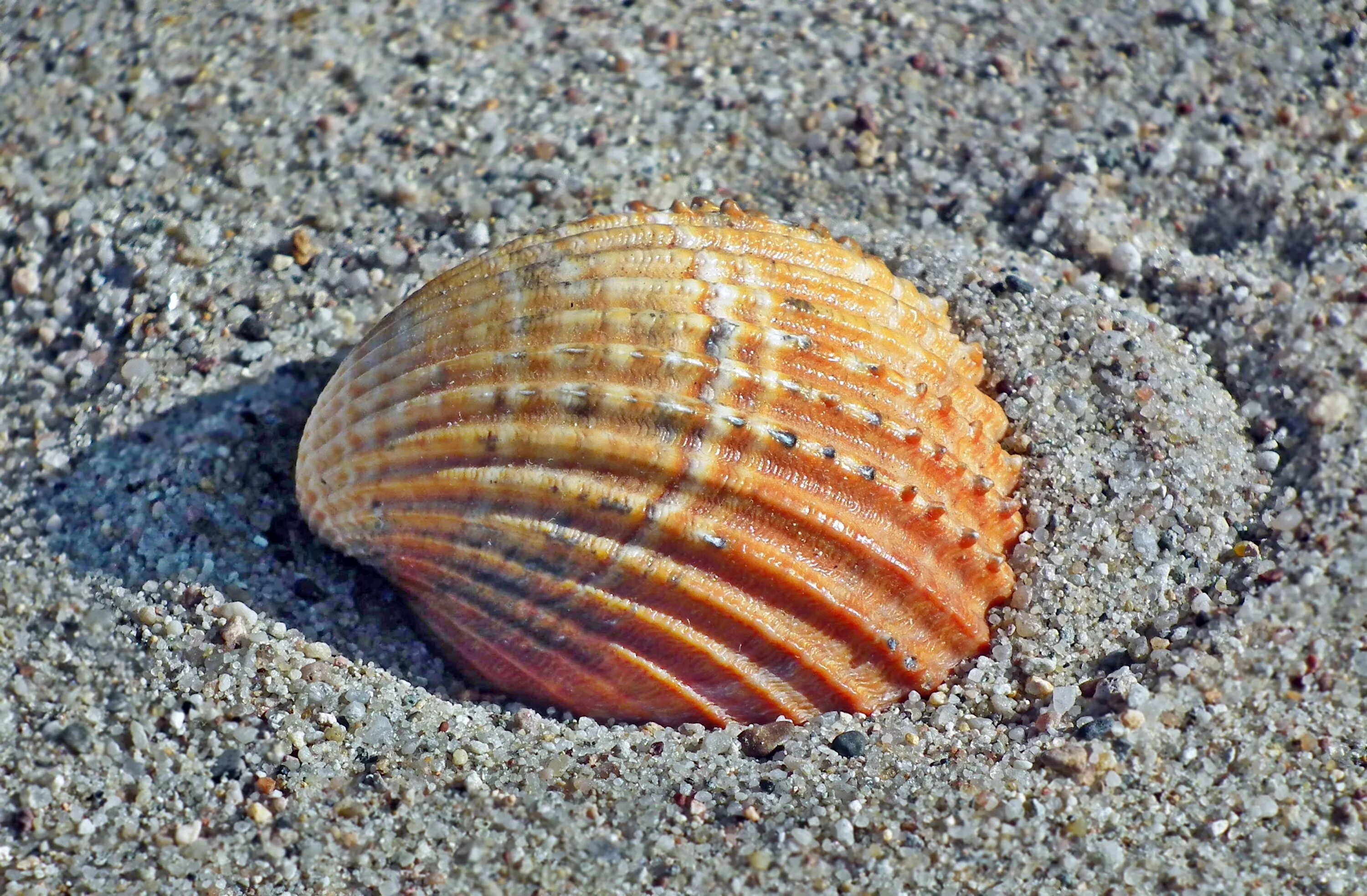 Маленькие моллюски. Анадара моллюск. Морская Ракушка Витязево. Seashell Лоо.