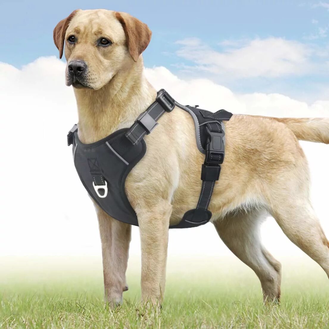 Купить шлейки для крупных пород. Шлейка Icepeak Pet Highway harness. Wau Dog шлейка. Шлейка Collar 4285. Шлейка Pioneer Pet h2.