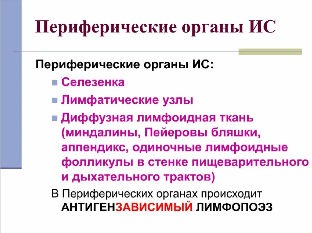 Классификация кроветворных органов. Периферические лимфоидные органы. Органы иммуногенеза. Органы иммуногенеза анатомия. Органы иммуногенеза.