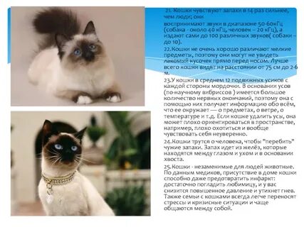 Что чувствуют кошки
