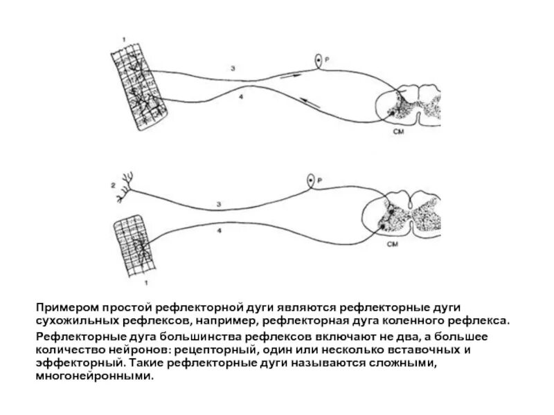 Изобразить схему рефлекторной дуги. Схема рефлекторной дуги сложного рефлекса. Двухнейронная рефлекторная дуга. Сложная рефлекторная дуга схема. Схемы простой и сложной рефлекторных дуг.