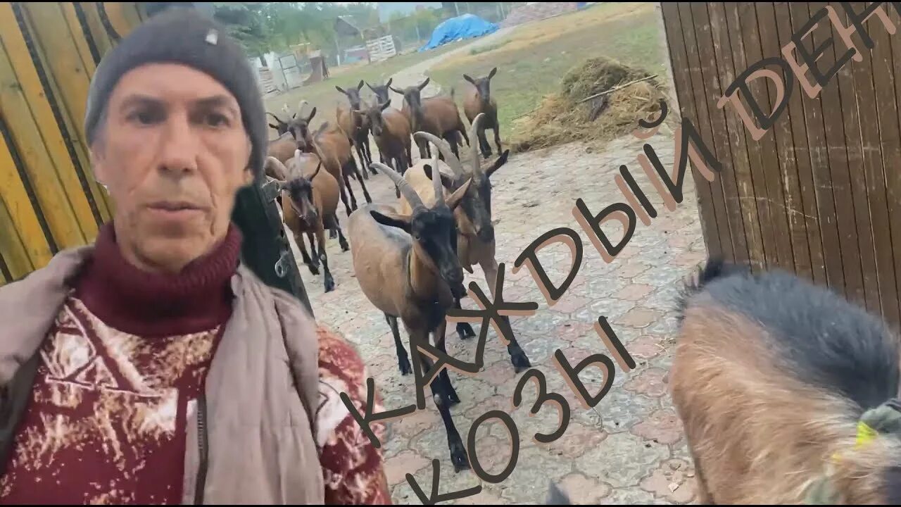 Знакомьтесь коза 2025. Коза на прогулке.