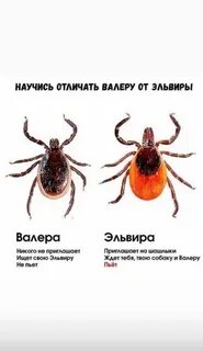 Клещ валера