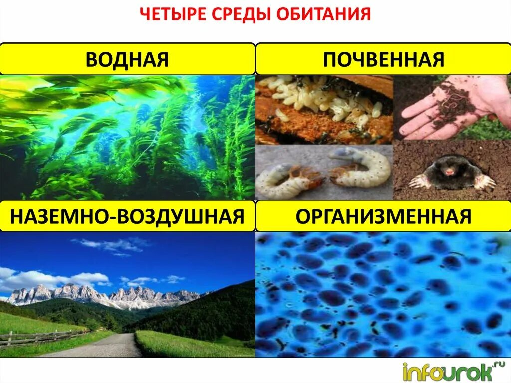 Термины среда жизни. Среда. Среда обитания. Среды жизни. Водная наземно воздушная почвенная организменная.