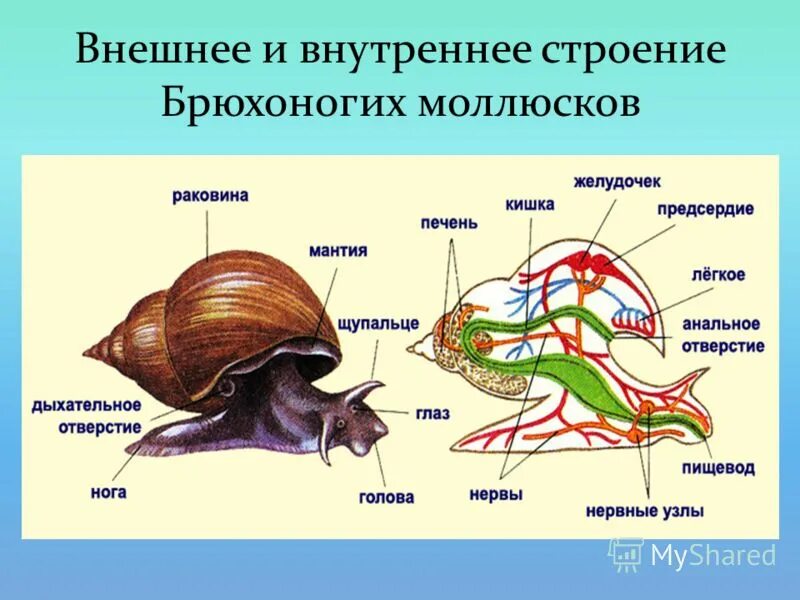 Туловище моллюсков. Внешнее строение брюхоногих моллюсков. Тип моллюски. Класс брюхоногие и класс двустворчатые. Внешнее строение брюхоногого моллюска схема. Брюхоногие моллюски строение раковины.