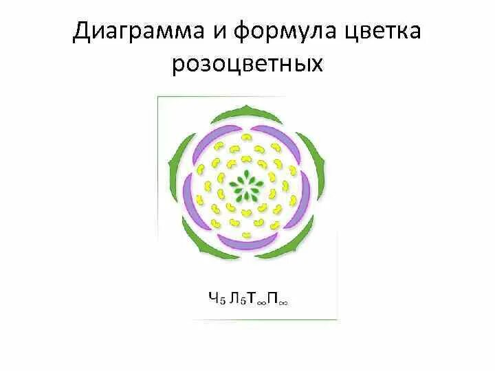 Ч5 л5 т бесконечность п бесконечность. Диаграмма цветка розоцветных растений. Семейство Розоцветные формула цветка. Розоцветные растения формула цветка. Диаграмма цветков семейства Розоцветные.