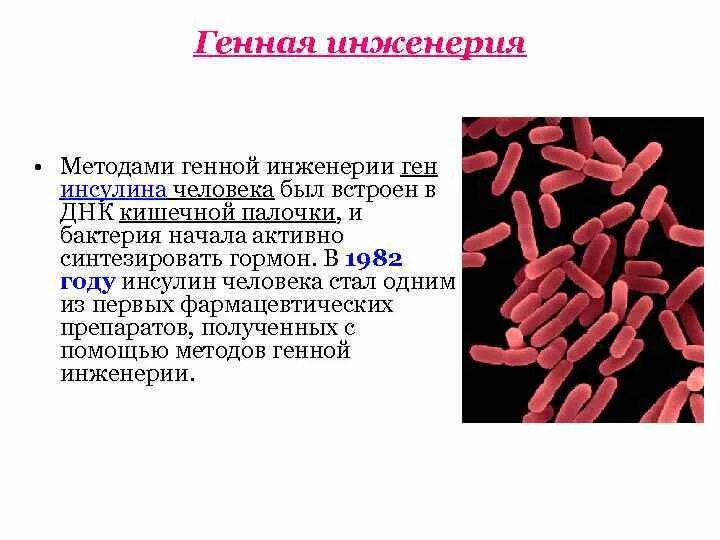 Человек кишечная палочка тип взаимодействия. Пример генетическая инженерии бактерии. Генная инженерия микроорганизмов. Селекция микроорганизмов генная инженерия. Геном кишечной палочки.