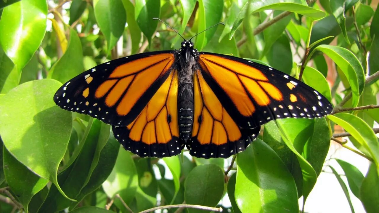 Ког Мао бабочка Монарх. Лепидоптерология. Лепидоптерология фон. Butterfly is at finger.