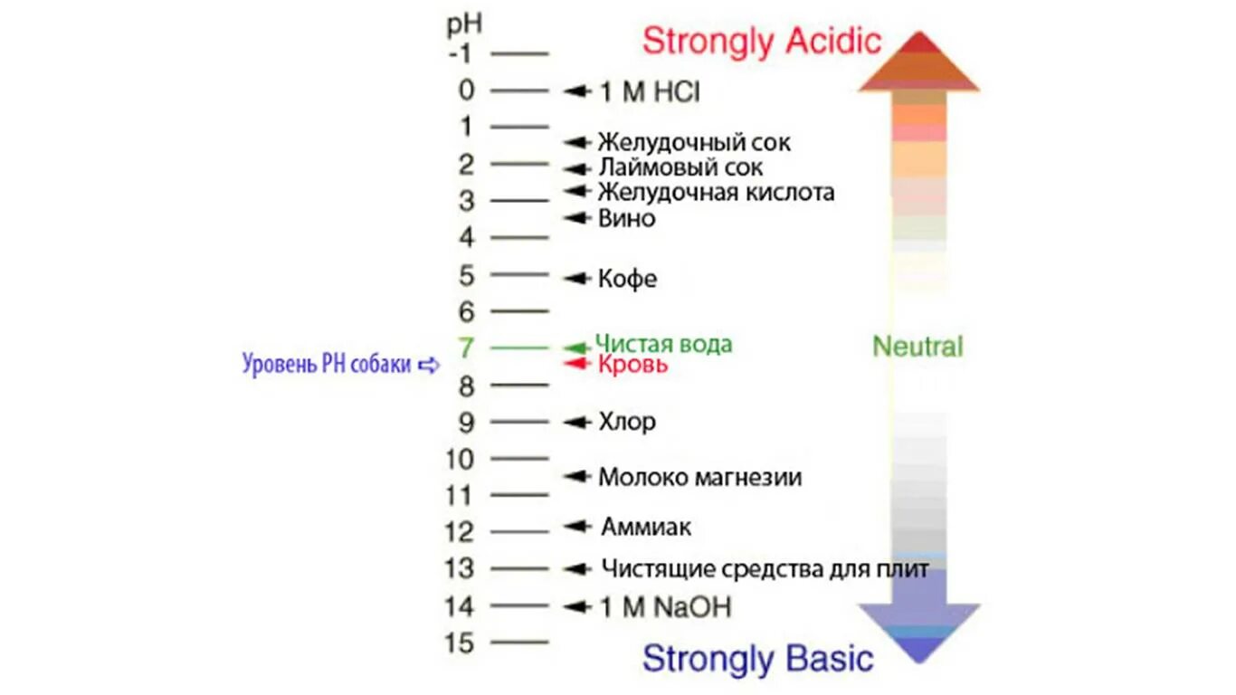 Экстерьер собаки схема. Шкала ph для воды. Рн у собак. Уровень ph. Анатомия собаки органы.