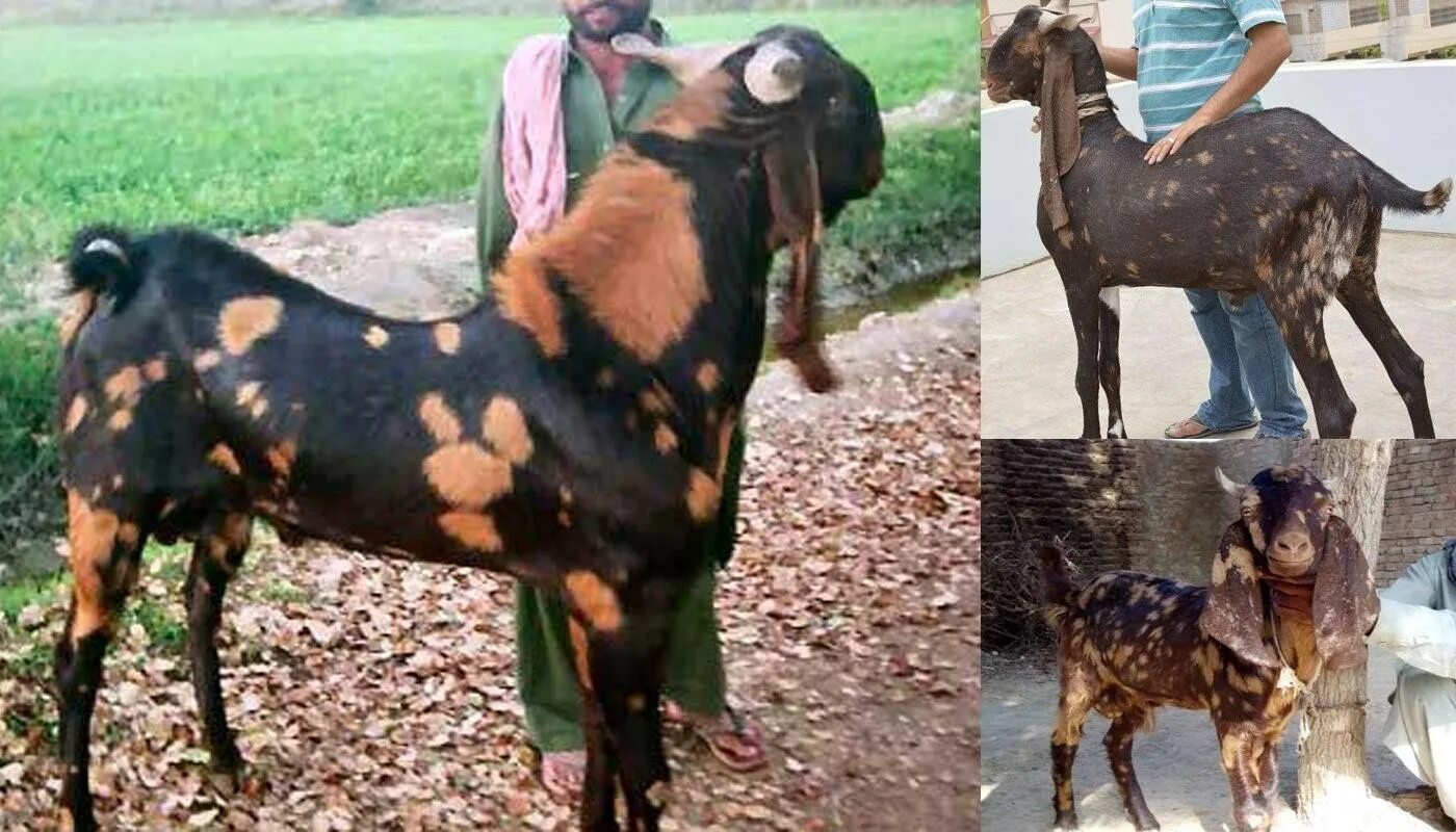 Козы породы Камори. Пакистанская нубийская коза. Камори- нубийские. Нубийские козы Шами.