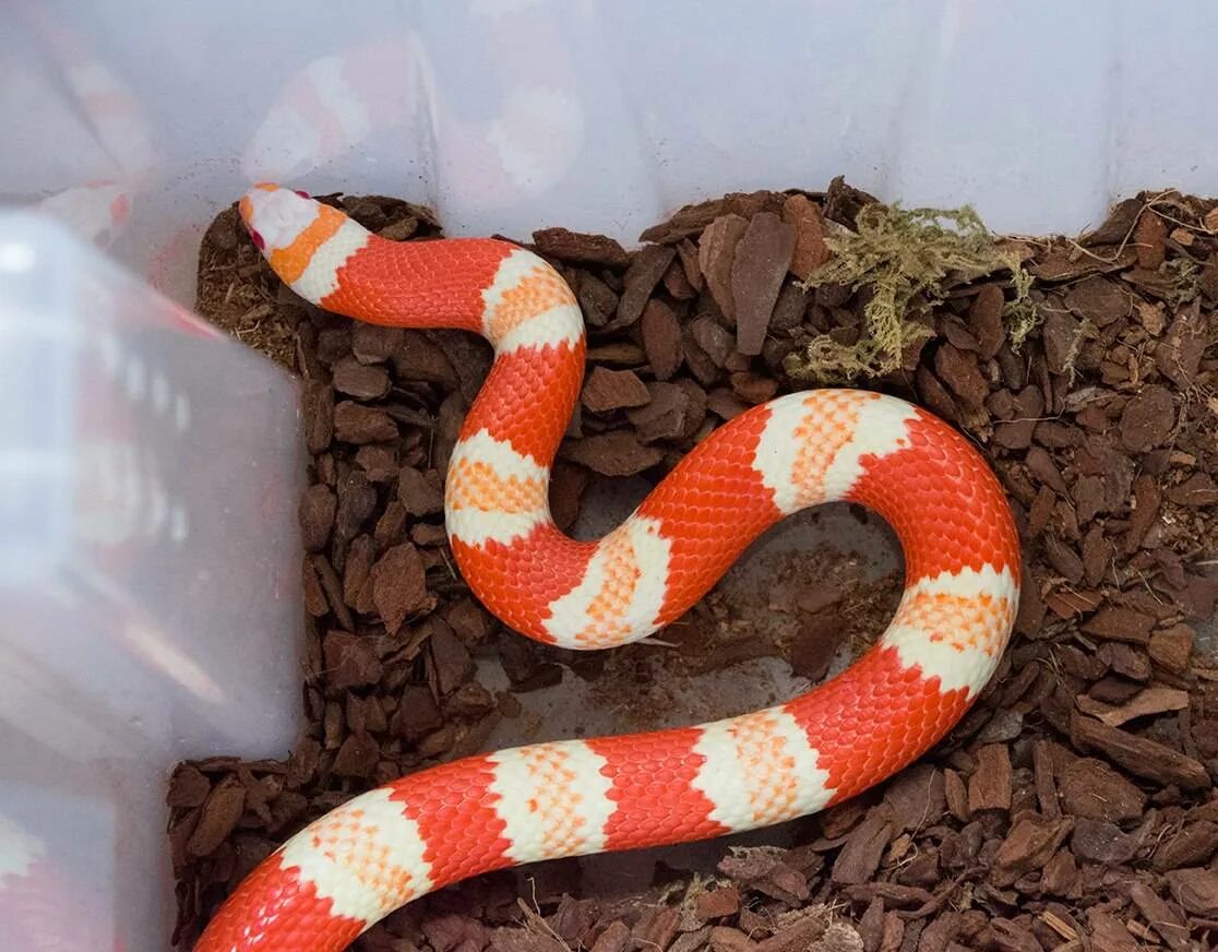 Змея содержание. Lampropeltis triangulum hondurensis. молочная змея синалойская альбино. lampropeltis polyzona. змея королевская вудина.