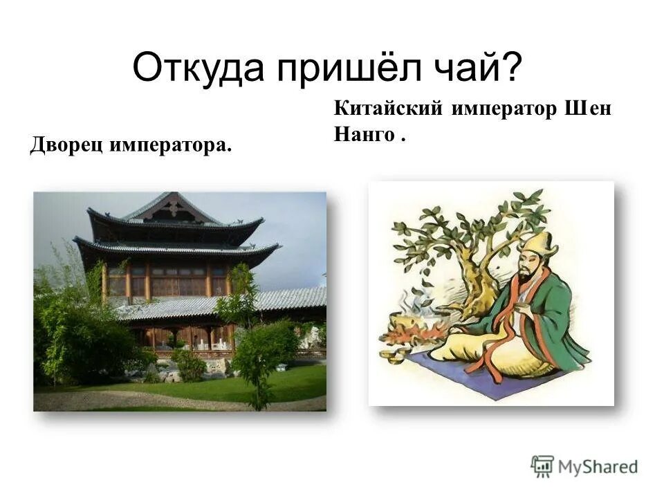 император чай китайский. император шэнь нун чай. чай для императора китай. чай в древнем китае. чай великий император.