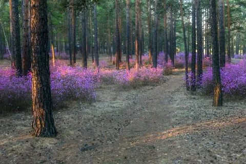 Лесная забайкальский край