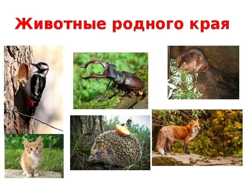 Многообразие животных родного края 2 класс. Разнообразие животных родного края. проект животные родного края. животные родного края презентация. растения и животные родного края.