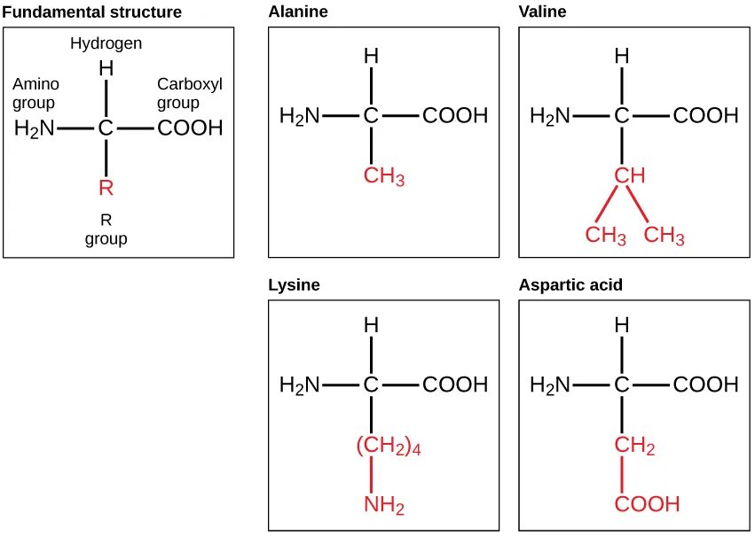 Лизин аланин. Валин стереоизомеры. amino acids structure. стереоизомер аланин формул. стереоизомеры аспарагиновой кислоты.