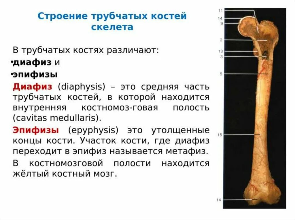 Части трубчатой кости. Эпифиз метафиз диафиз костей. Бедренная кость Апофиз метпфиз. Строение кости эпифиз метафиз. Трубчатая кость диафиз и эпифиз.