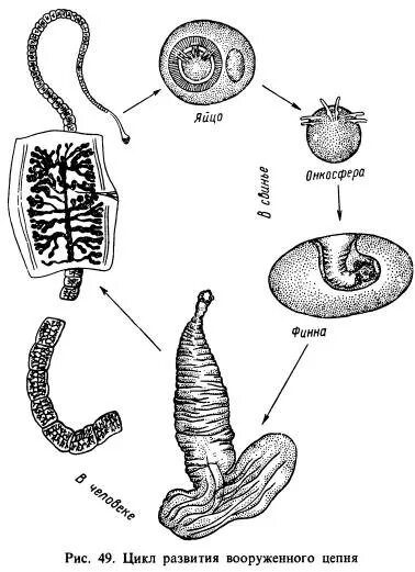 яйцо бычьего цепня финна