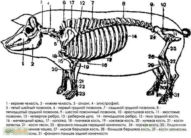 Сколько костей в свинине. Скелет свиньи строение анатомия. Строение кости свиньи. Строение костей свинины. Строение костей свиньи.