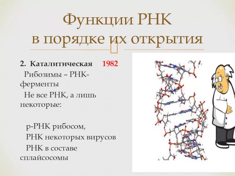 Функциональная рнк. Каталитические РНК. Ферментативная РНК. Функции РНК. Каталитическая функция РНК.