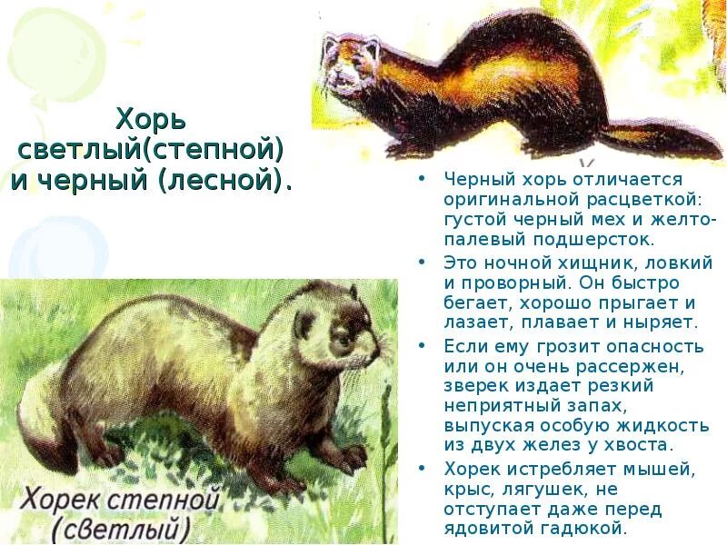 Хори значение