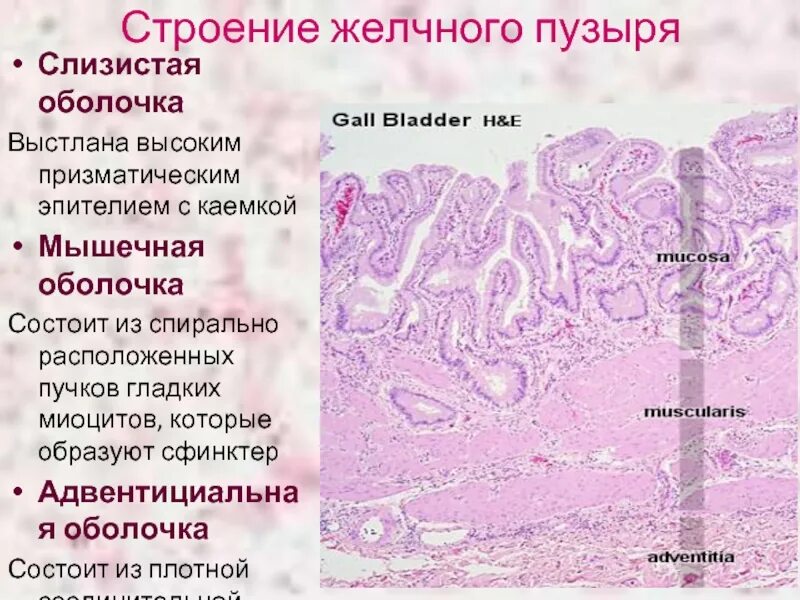 Оболочки желчного пузыря. Строение стенки желчного пузыря. Слизистая оболочка желчного пузыря выстлана эпителием. Призматический эпителий жёлчного пузыря. Стенка желчного пузыря гистология.