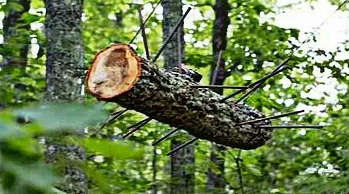 Logging trap. Logging trap