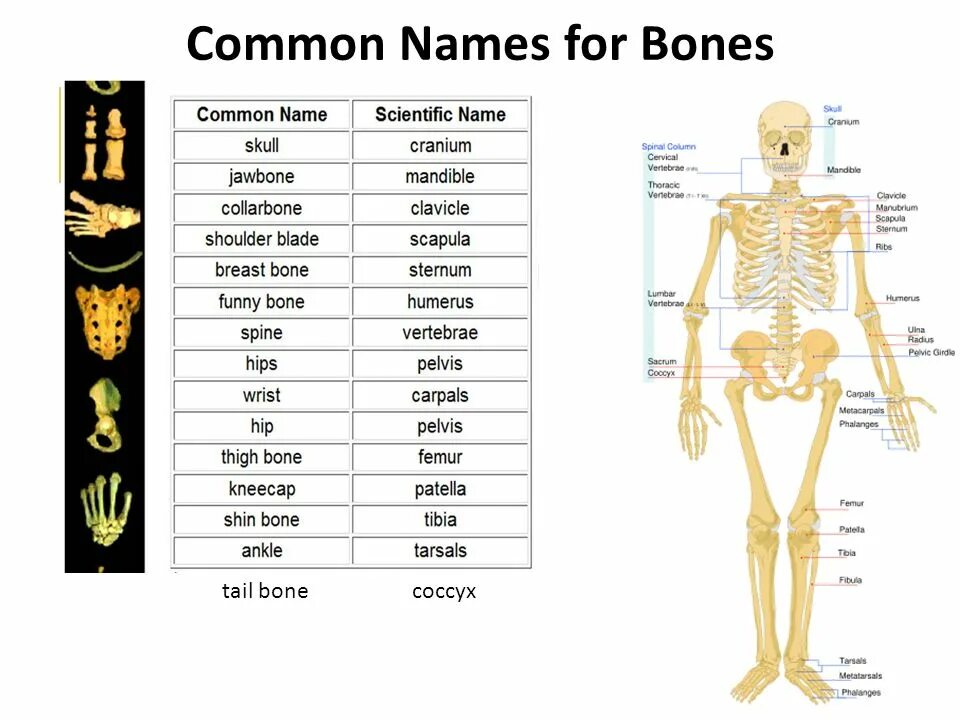 Bones русский язык