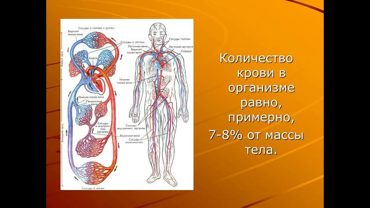 Сердце кровь сколько литров. Сколько крови в организме человека. Объем крови в организме. Сколько всего крови в организме человека. Объем крови в теле человека.