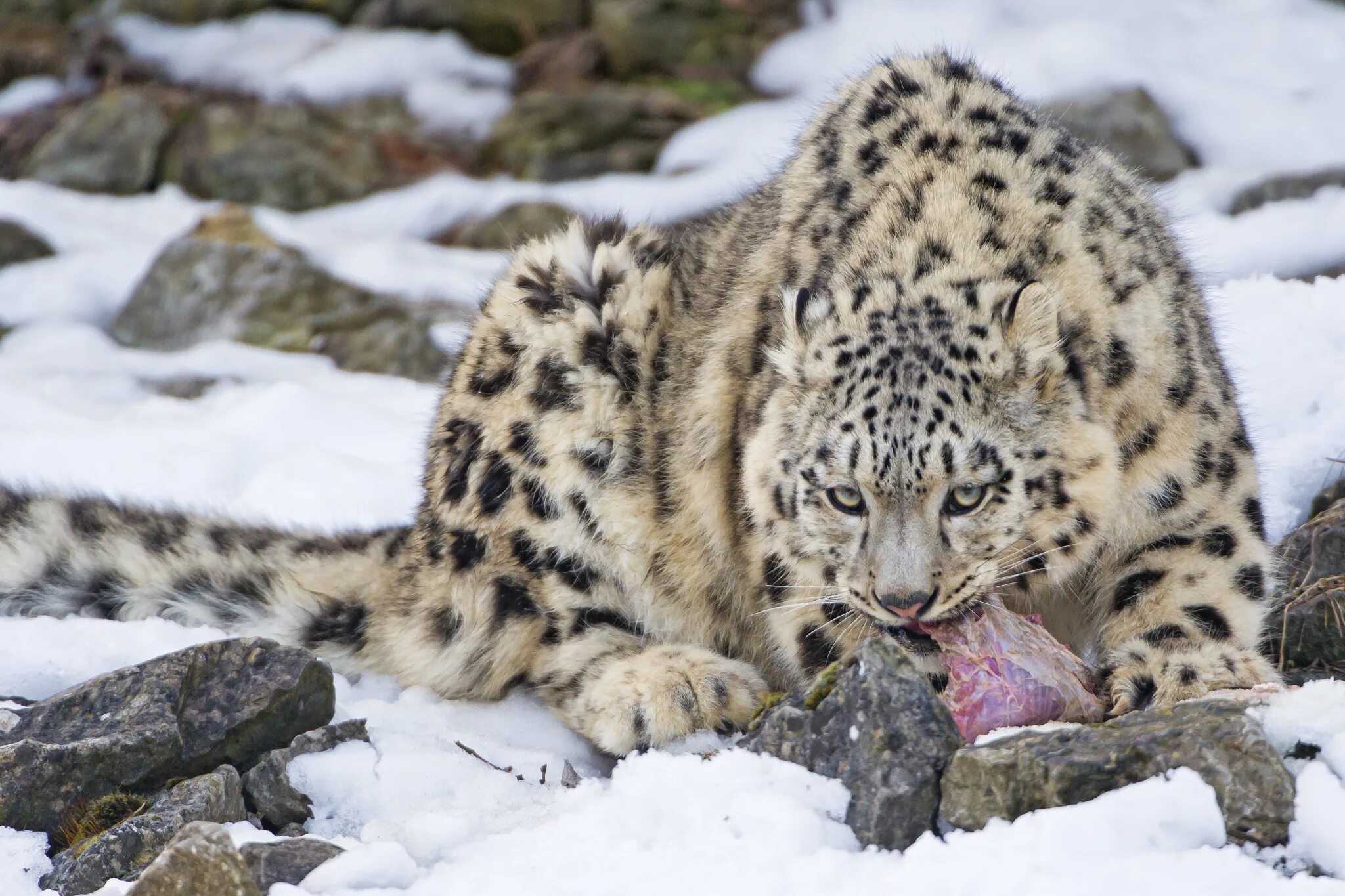 - снежный барс (panthera uncia. Переднеазиатский леопард (кавказский барс). Снежный барс (ирбис, снежный леопард). Обитание снежного барса. Среда обитания снежного барса ирбиса.