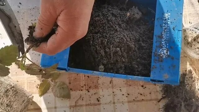 Способы горинзонлалнқе размножение ежевики. Как размножить ежевику черенками в августе. Как правильно развести ежевику черенками. Черенки ежевики. Ежевика стеблевые черенки.