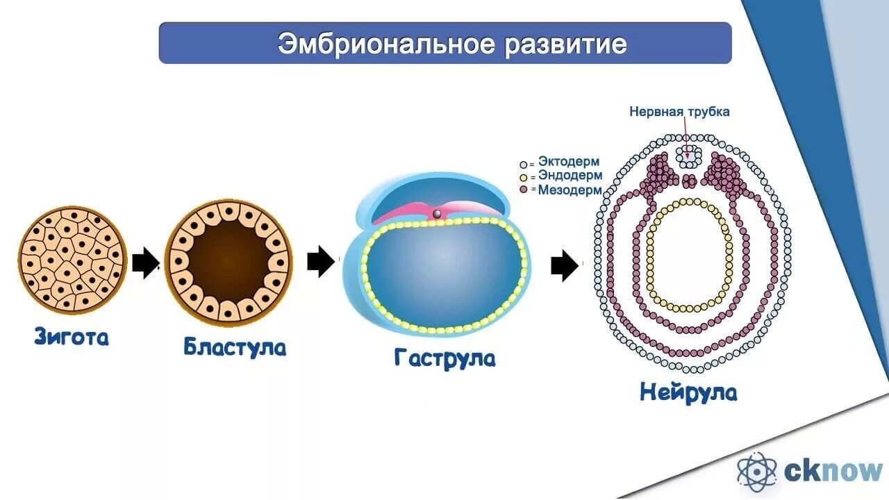 Этапы эмбрионального развития зигота. Эмбриональный онтогенез схема. Стадии развития эмбриона бластула. Онтогенез эмбриональное развитие схема. Деление клетки онтогенез