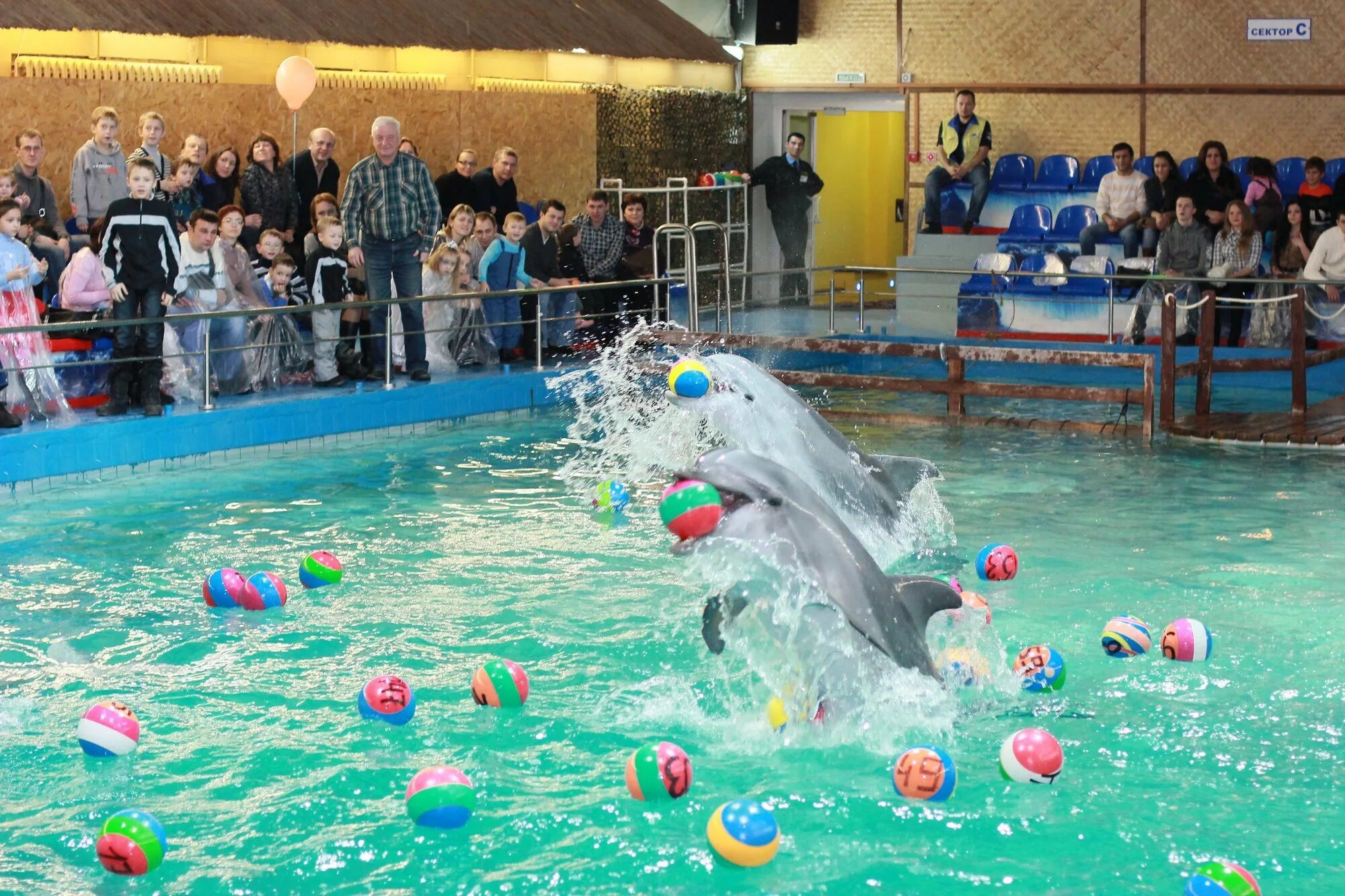 Сайт ярославского дельфинария. Ярославский дельфинарий Dolphin Planet. Дельфинарий Ярославль Дубки. Посёлок Дубки Ярославская область дельфинарий. Дельфинарий Ярославль бассейн.