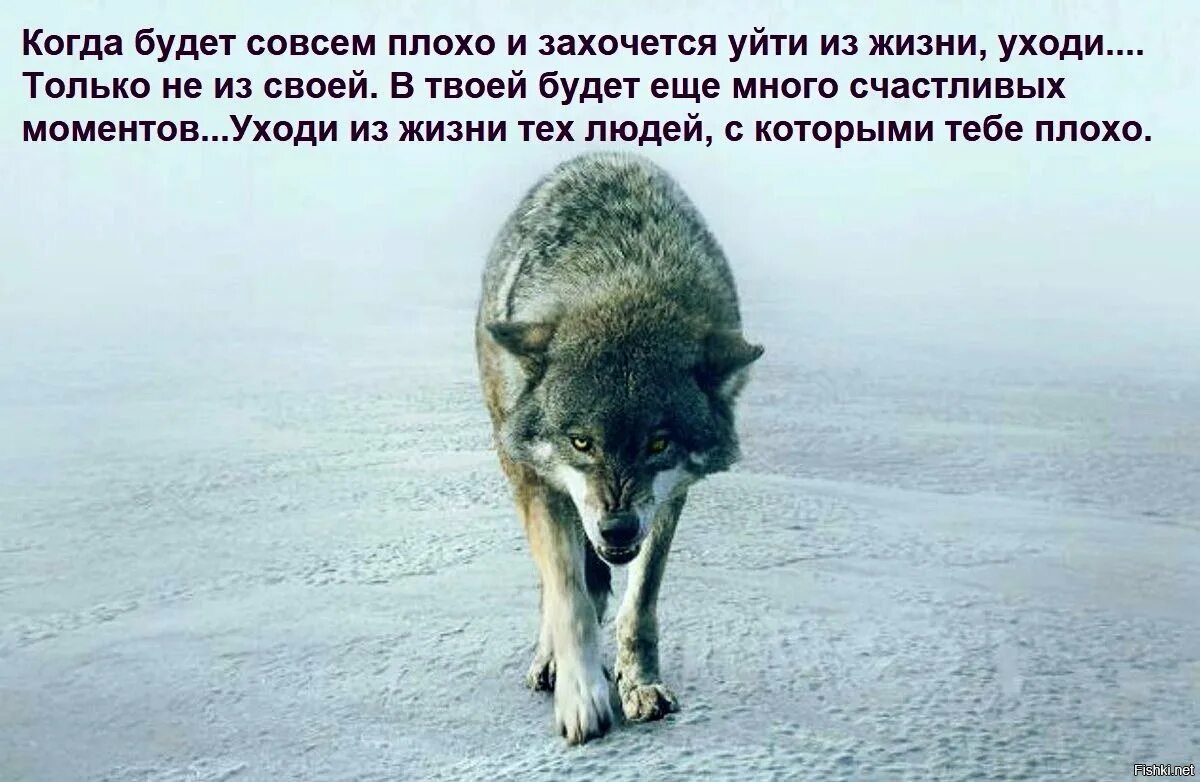 Одинокий волк человек. Одинокий волк уходит. Уходящий одинокий волк. Волк одиночка по жизни.