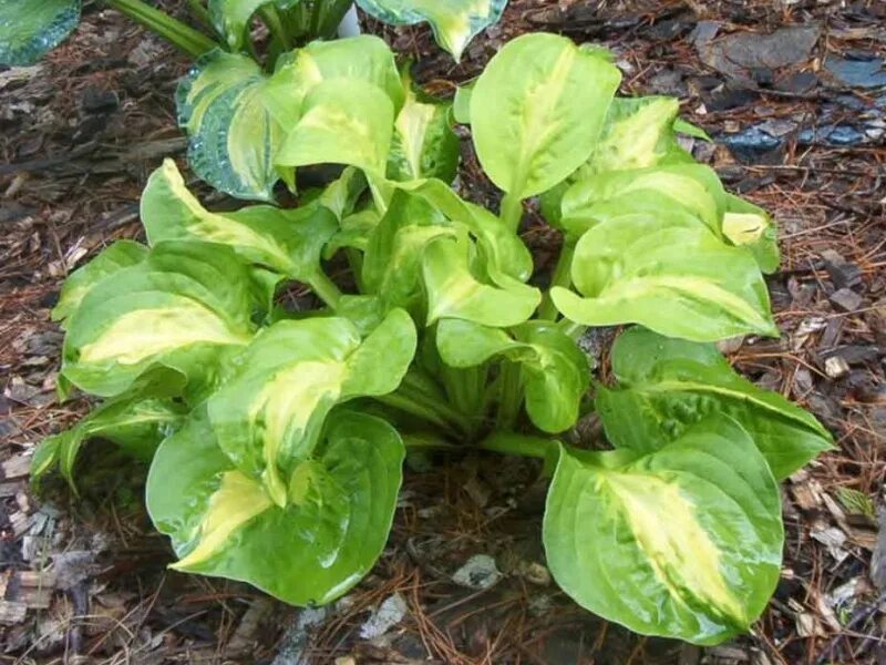 Хоста манго танго mango tango. Хост танго манго. Хоста манго танго mango tango. Хоста манго танго. Хоста манго танго.