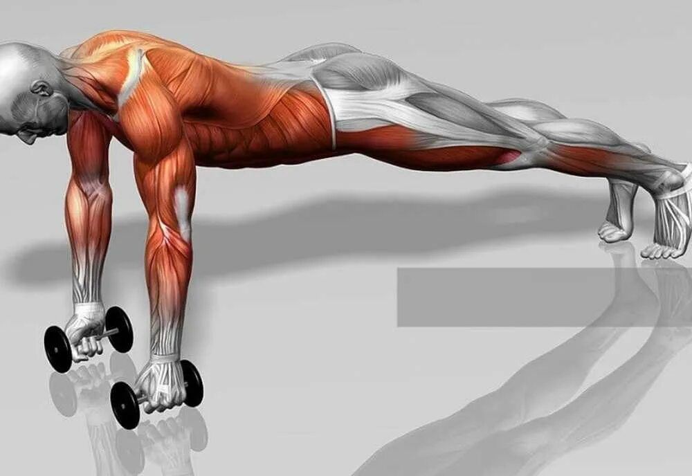 Отжимания мышцы. Отжимания мышцы задействованы. Отжимания нагрузка на мышцы. Мышцы задействованные при отжимании.
