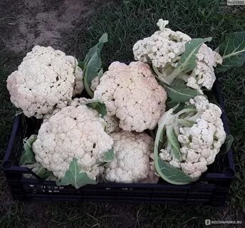 Цветная капуста голландские сорта