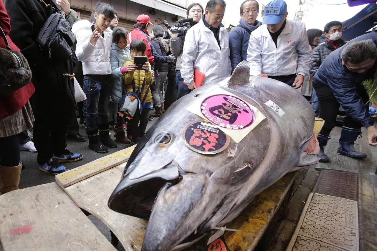 Самая дорогая рыба. Самая дорогая рыба в мире. Самая дорогая рыба в Японии.