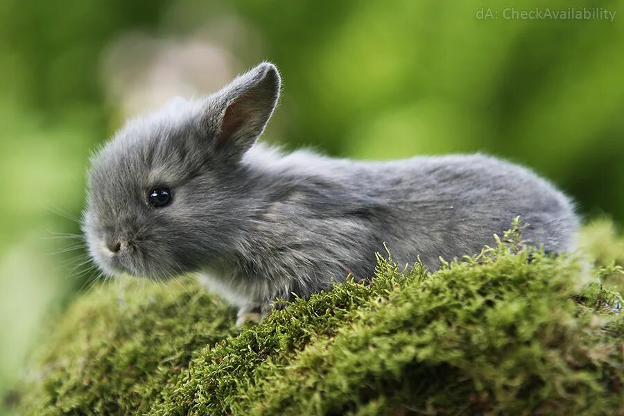 Маленький серый кролик. Маленькие кролики. Самые красивые кролики. Красивые кролики маленькие серые.