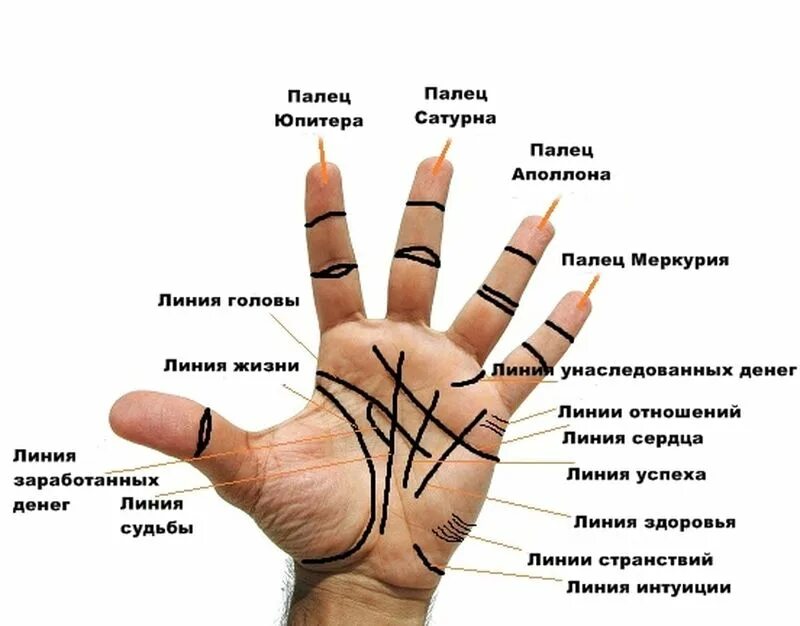 Ответ на три линии. Что означают линии на руке на ладони. обозначения линий на ладони левой руки. линии левой руки расшифровка. хиромантия основные линии.